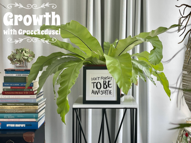 thumbnail_typorama (2)